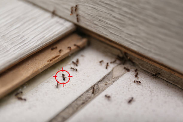 Insect Control in Granite Shoals, TX