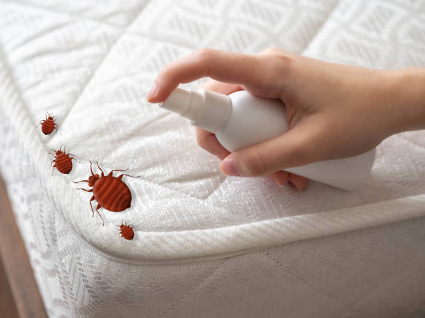 Best Ant Control Services  in Granite Shoals, TX