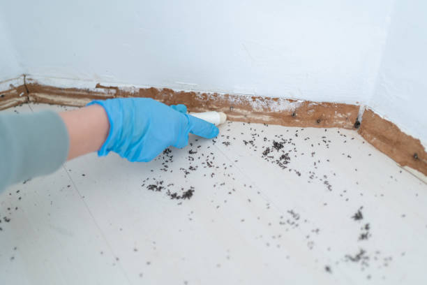 Best Mosquito Control Services  in Granite Shoals, TX